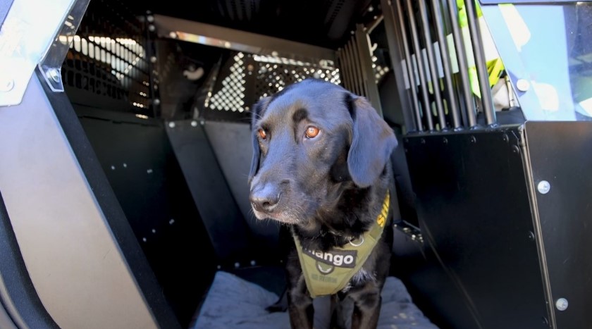 A black Labrador Retriever, named Mango, sits attentively in a specialized vehicle compartment