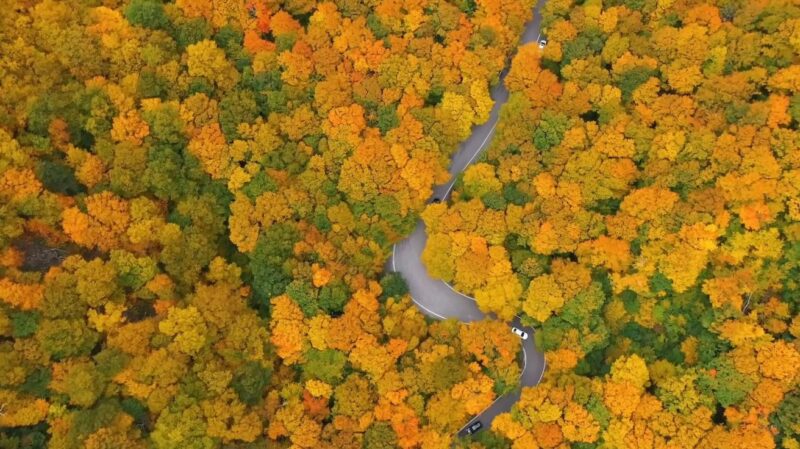 Winding road cutting through vibrant fall foliage in New England, viewed from above during peak autumn season.